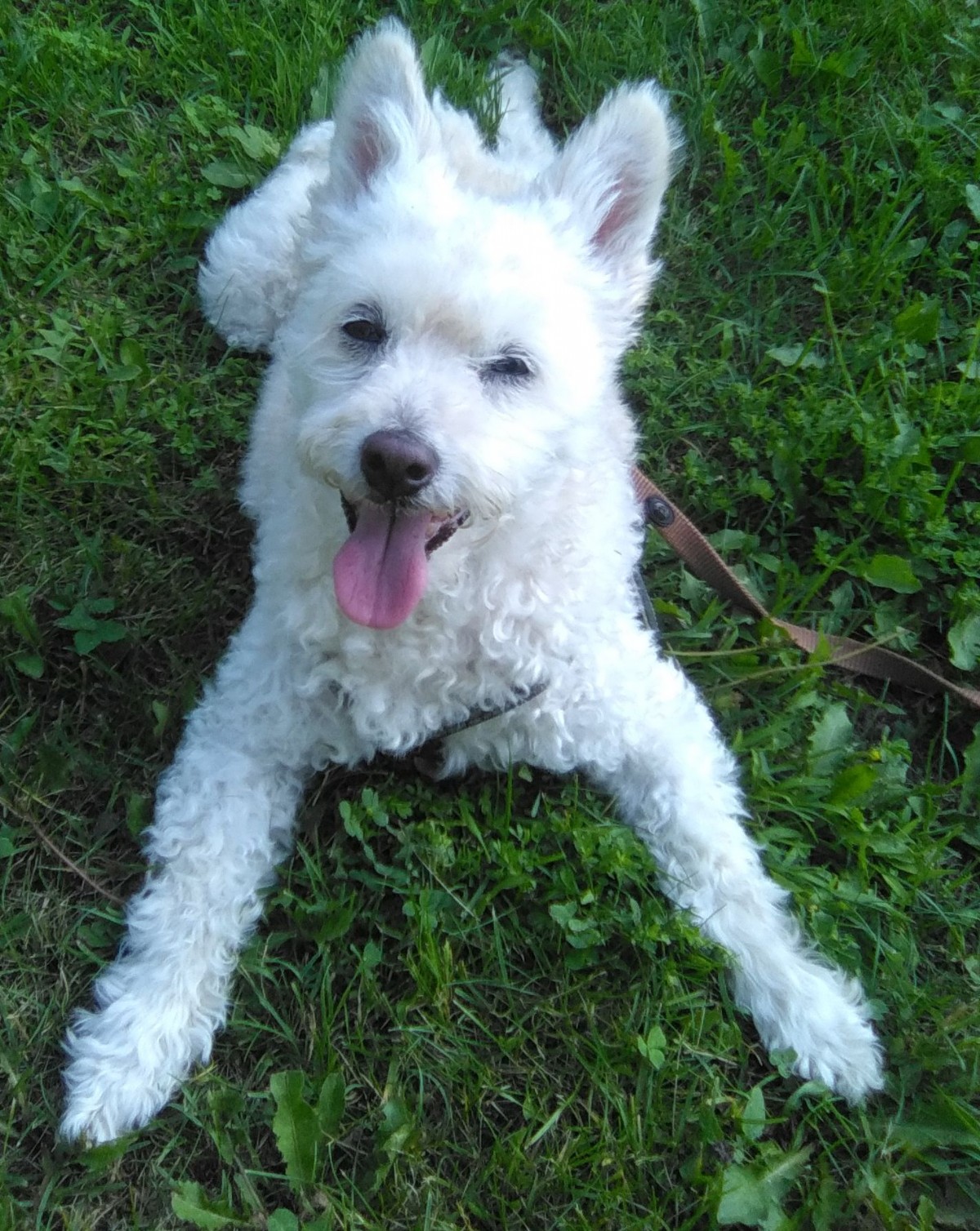 Molly - West Highland Terrier Rescue Westies in Need Canada